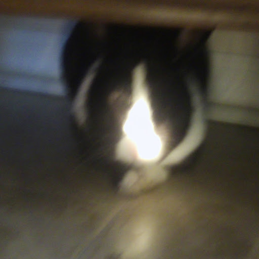 Richard Dragon Photo 5