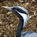 Arthur Krause Photo 32