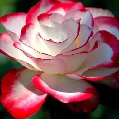 Rosa Nieves Photo 15