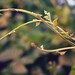 Ho Lau Photo 21