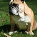 Julie Breed Photo 4