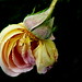Rose Herbst Photo 8