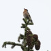 William Chaffinch Photo 1