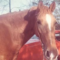Susan Hodgkins Photo 18