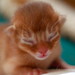 Lottie Young Photo 15