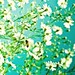 Summer White Photo 15