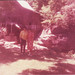 Barbara Shafer Photo 20