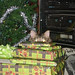 Johnny Christmas Photo 21