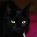 John Fenner Photo 17