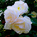 Adela Rose Photo 18
