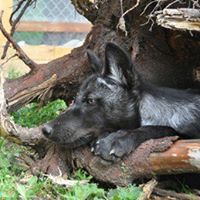 Joseph Wolf Photo 13