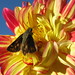 Dana Dye Photo 11