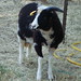 Fay Lamb Photo 10