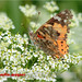 Cynthia Braun Photo 34