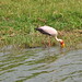 Elizabeth Stork Photo 7