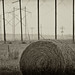 Allen Hays Photo 12
