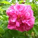 Martha Rose Photo 1
