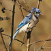 Jay Thorn Photo 11