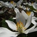 Virginia Horning Photo 1