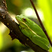 Georgia Green Photo 40
