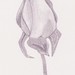Rose May Photo 14