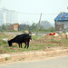 Thu Tang Photo 8