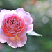 David Abraham Photo 33