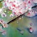 Lai Yu Photo 20