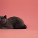 Tricia Pope Photo 16