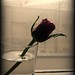 Rose Caro Photo 14