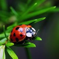 Cornelia Major Photo 2