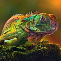 Alexandru Bot Photo 5