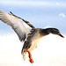 Jean Mallard Photo 5