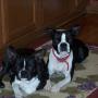 Diane Hamilton Photo 34