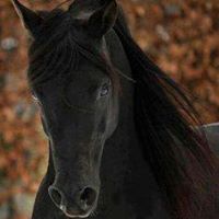 Gail Allan Photo 7