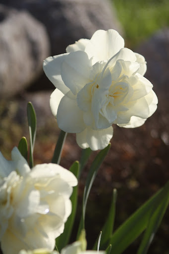 Laurie Abbott Photo 31