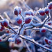 Crystal Berry Photo 15