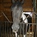 Vickie Sherman Photo 21