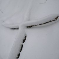 Joy Helms Photo 7