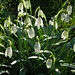 Maureen Swan Photo 24