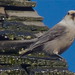 Jay Wolf Photo 26