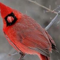 Deborah Reiss Photo 11