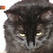 Tabitha Long Photo 32