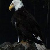 Mark Shealy Photo 4