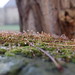 Misty Moss Photo 27