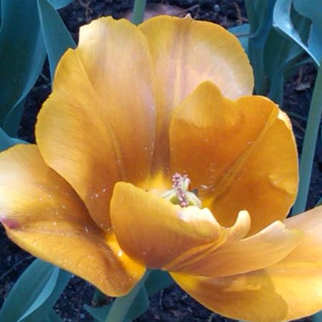 Susan Meyn Photo 1