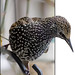 Starling Robinson Photo 10