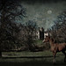 Patricia Chestnut Photo 18