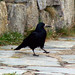 Mary Rooks Photo 13