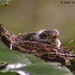 Tom Floyd Photo 15
